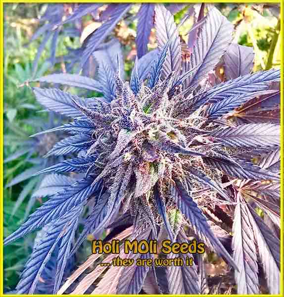 Sugar Black Rose cannabis strain photo