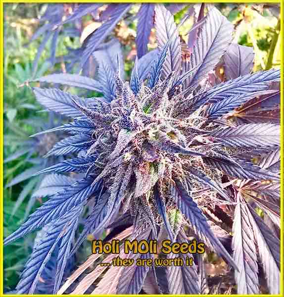 photo of sugar-black-rose feminized cannabis bud