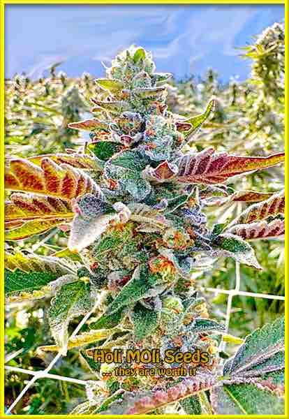 photo of sunset-sherbet feminized cannabis bud