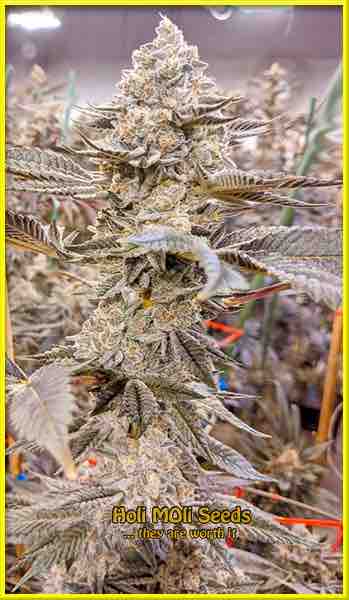 Super Critical cannabis strain photo