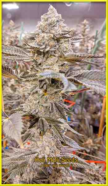 photo of super-critical feminized cannabis bud