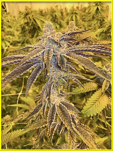 photo of super-glue feminized cannabis bud