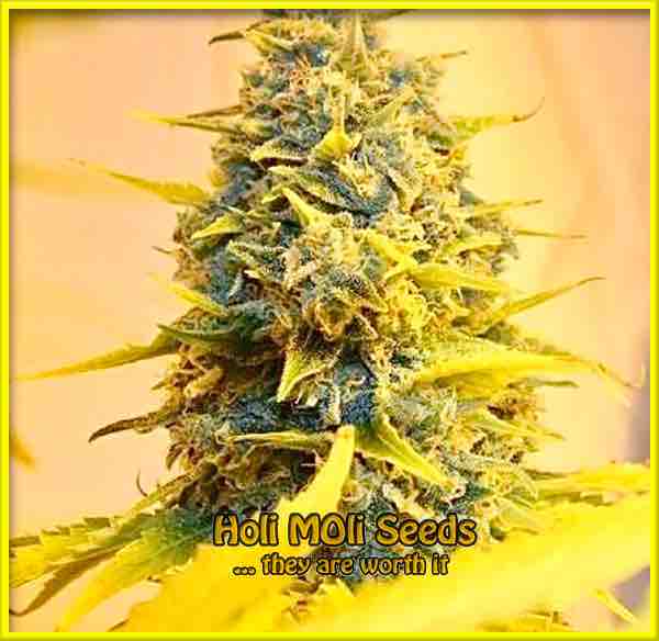 photo of Super Skunk feminized cannabis bud