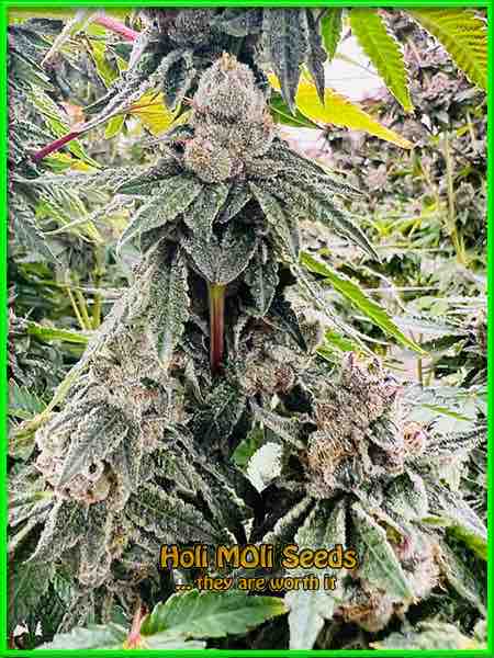 photo of sweet-kush feminized cannabis bud