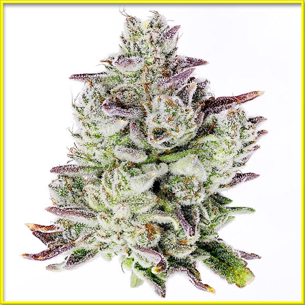 Sweet Tooth cannabis strain photo