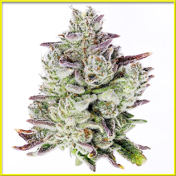 photo of sweet-tooth autoflowering cannabis bud