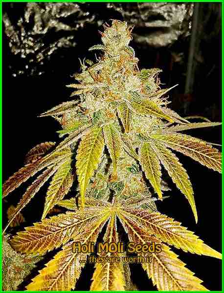 Tahoe Kush cannabis strain photo
