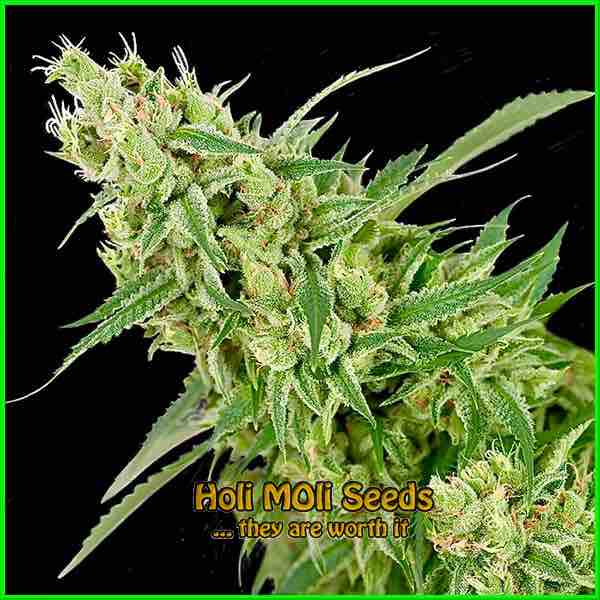 photo of Tangie feminized cannabis bud