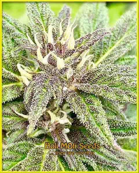 photo of taskenti feminized cannabis bud