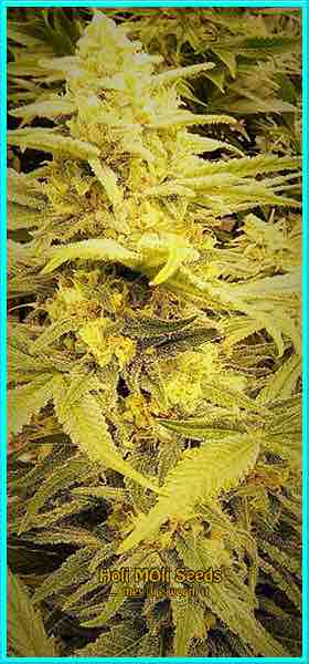 tijuana cannabis strain photo