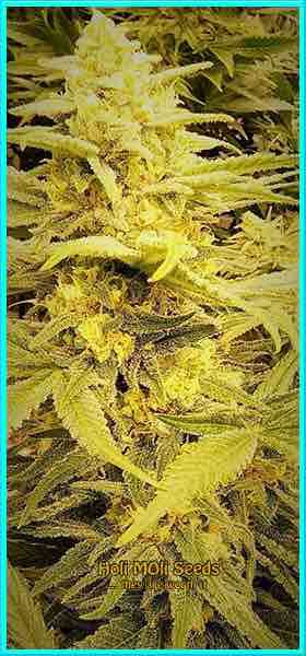 photo of tijuana feminized cannabis bud