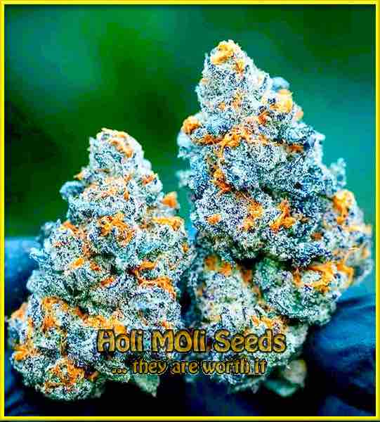 photo of Top 44 feminized cannabis bud