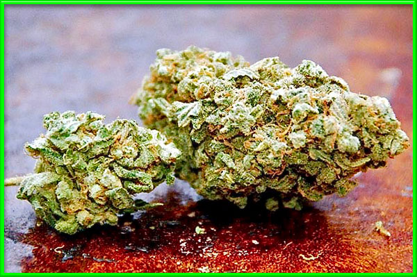 Trainwreck cannabis strain photo