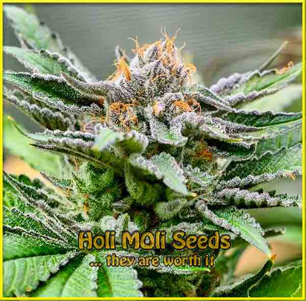 photo of Triangle Kush feminized cannabis bud