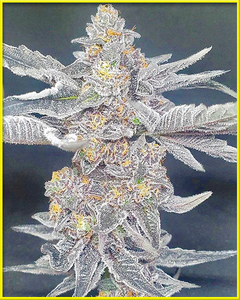 photo of true-og feminized cannabis bud