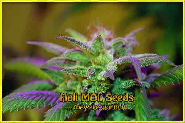 Ultra Violet OG cannabis strain photo