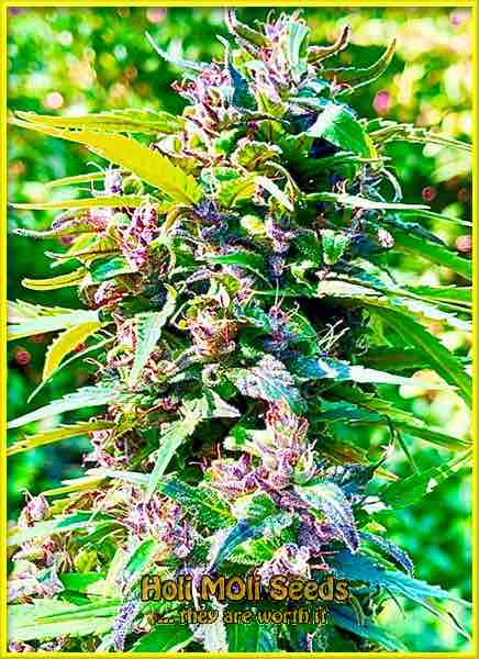 photo of velvet-lushers feminized cannabis bud