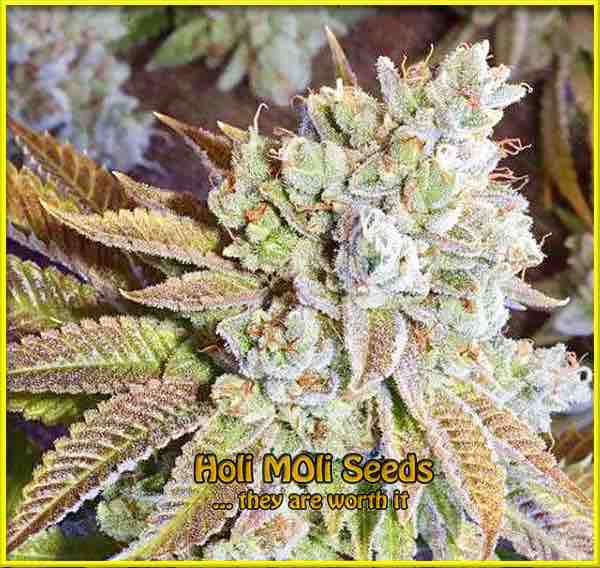 photo of wedding-cake feminized cannabis bud