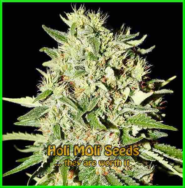 photo of White Widow  feminized cannabis bud