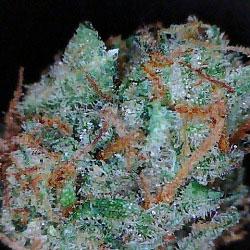 Beast OG