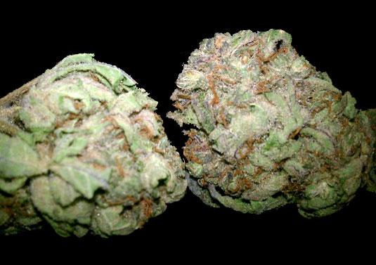 Berry Garcia