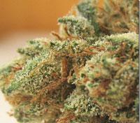 White Rascal OG