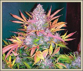 Aurora B