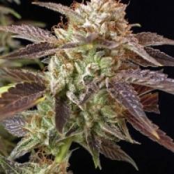 BC Kush