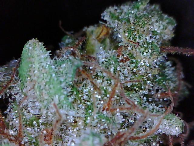 Big Bubba