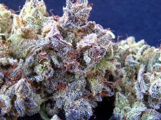 Blueberry Thai