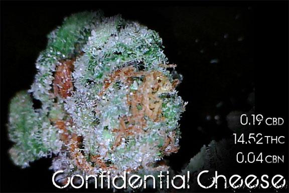Confidential Cheese