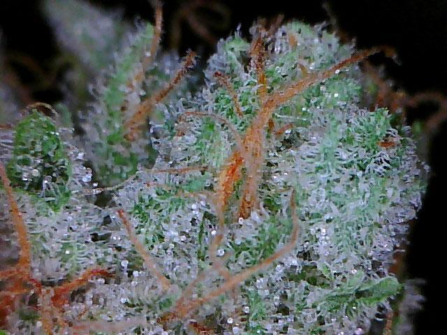 White Slipper Weed Strain Review and Information