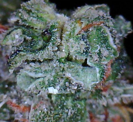 Hash Berry