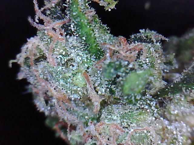 Holland Diesel