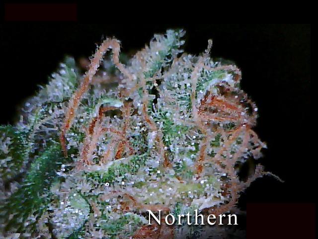 Atomic Northern Lights