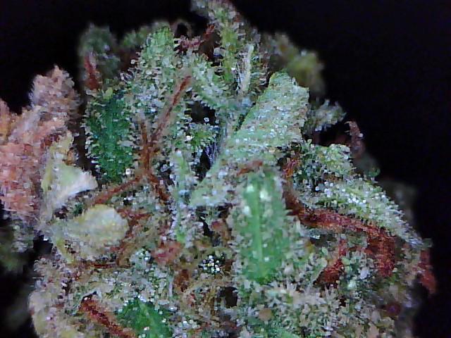 Atomic OG