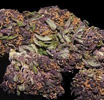 Purple Skunk Dutch Treat