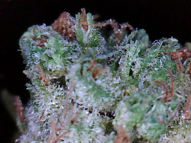 Super Skunk