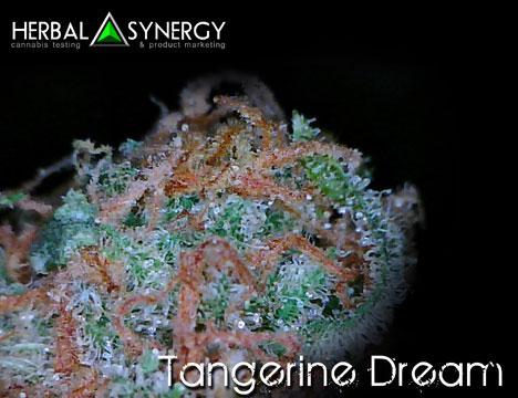 Tangerine Dream 2