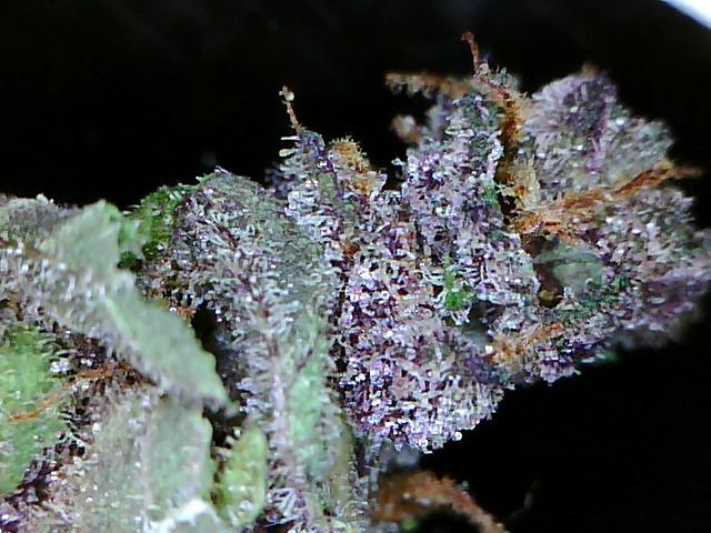 Urkle Wreck