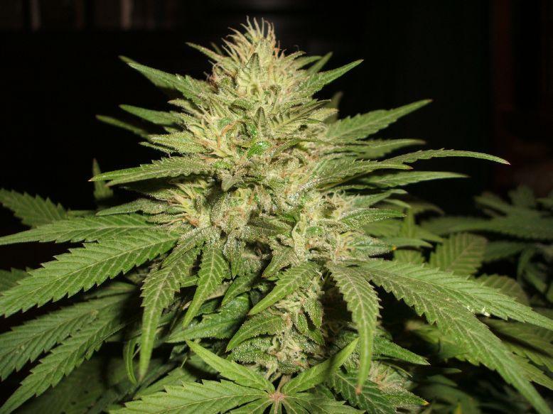 Amsterdam Flame