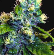 Blue Buddha