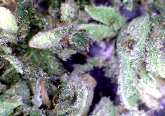 Blueberry Hashplant