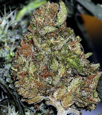 Impressive Peanut Butter Breath pot strain seeds feminized benefits