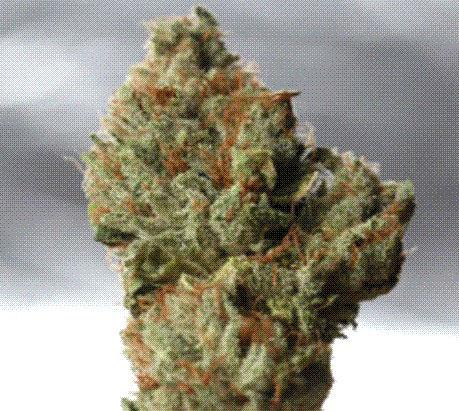 Gold Creek Kush