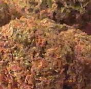 Green Crackberry