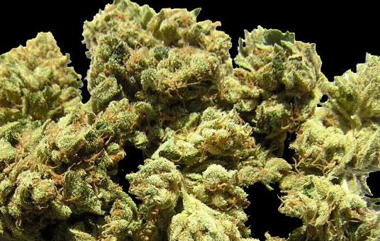 Halo OG