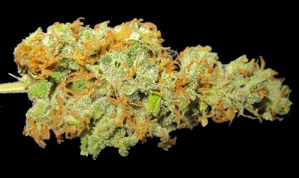 Hawaiian Sativa