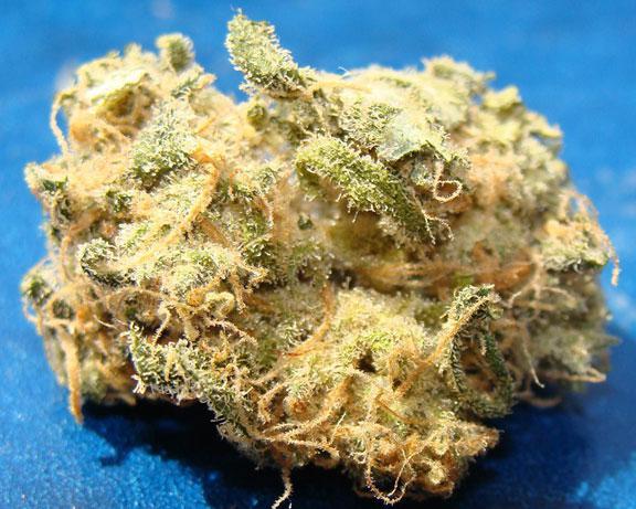 Hawaiian Skunk