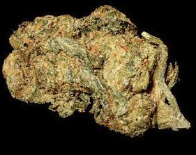 Himalayan Gold